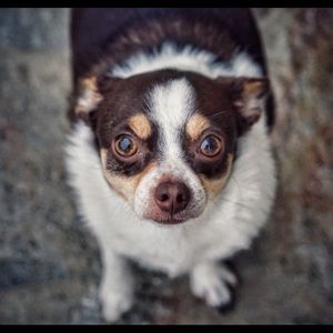 Meet your Posher, Lui