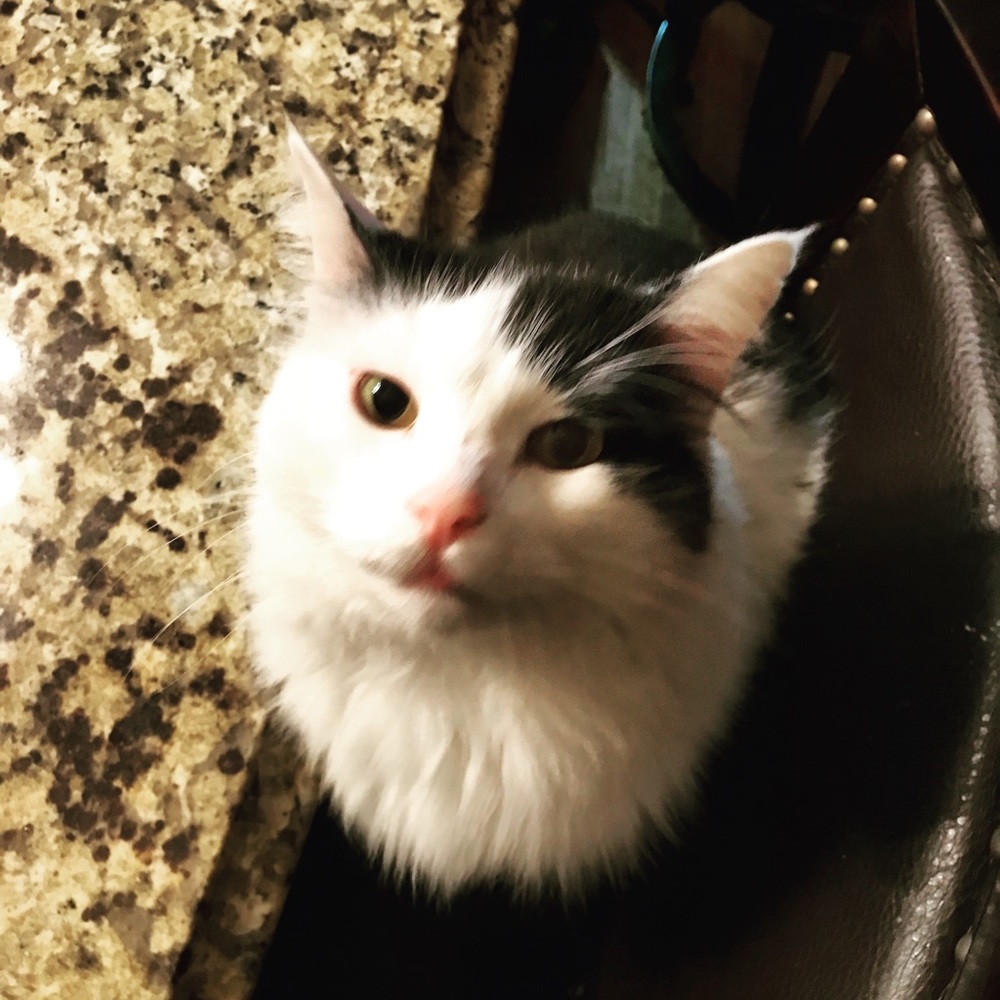 Meet your Posher, Haley