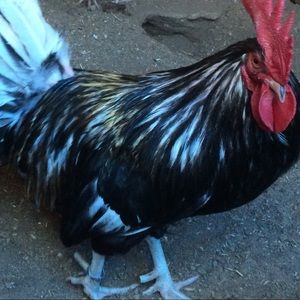 Meet your Posher, Juan