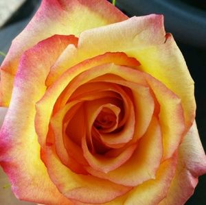 Meet your Posher, Miranda