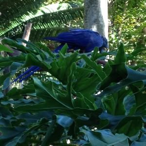 Meet your Posher, Albertine