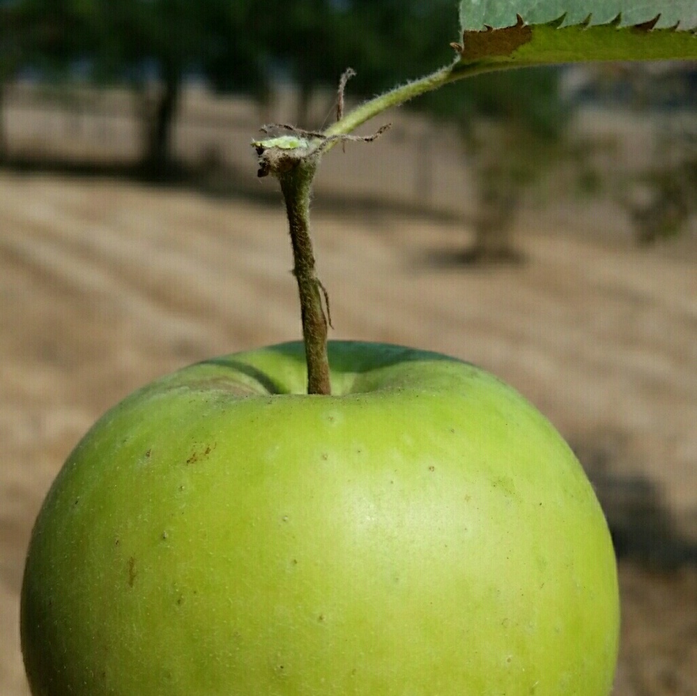 Meet your Posher, Joy