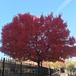 Meet your Posher, Golnaz