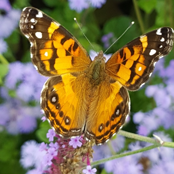 Meet : Posher - Picture 4 of 16