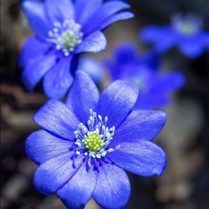 Meet your Posher, Robin