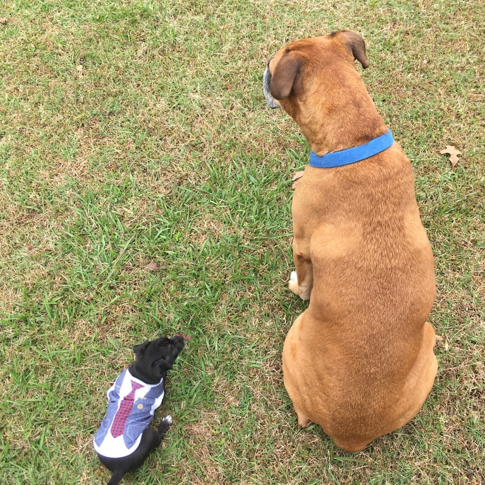 Meet your Posher, Toni