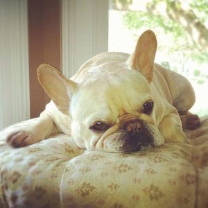 Meet your Posher, George