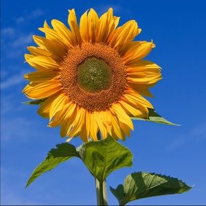 Meet your Posher, Alison