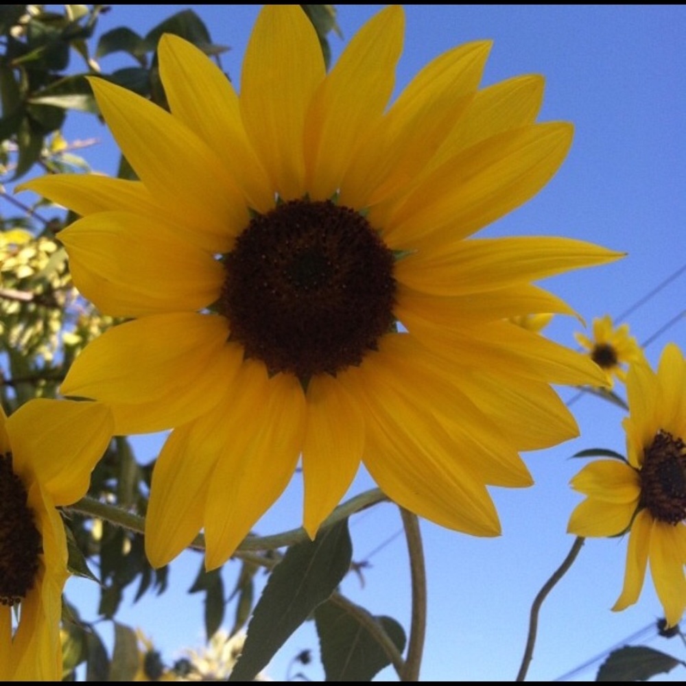 Meet your Posher, Bean