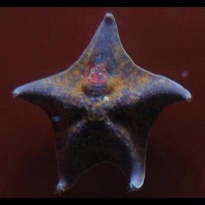 Meet your Posher, Marianne