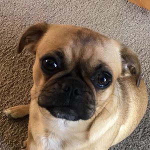 Meet your Posher, Hunter