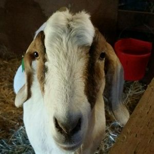 Meet your Posher, Mary