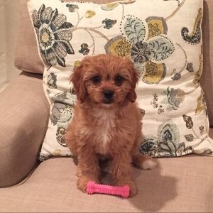 Meet your Posher, Liza