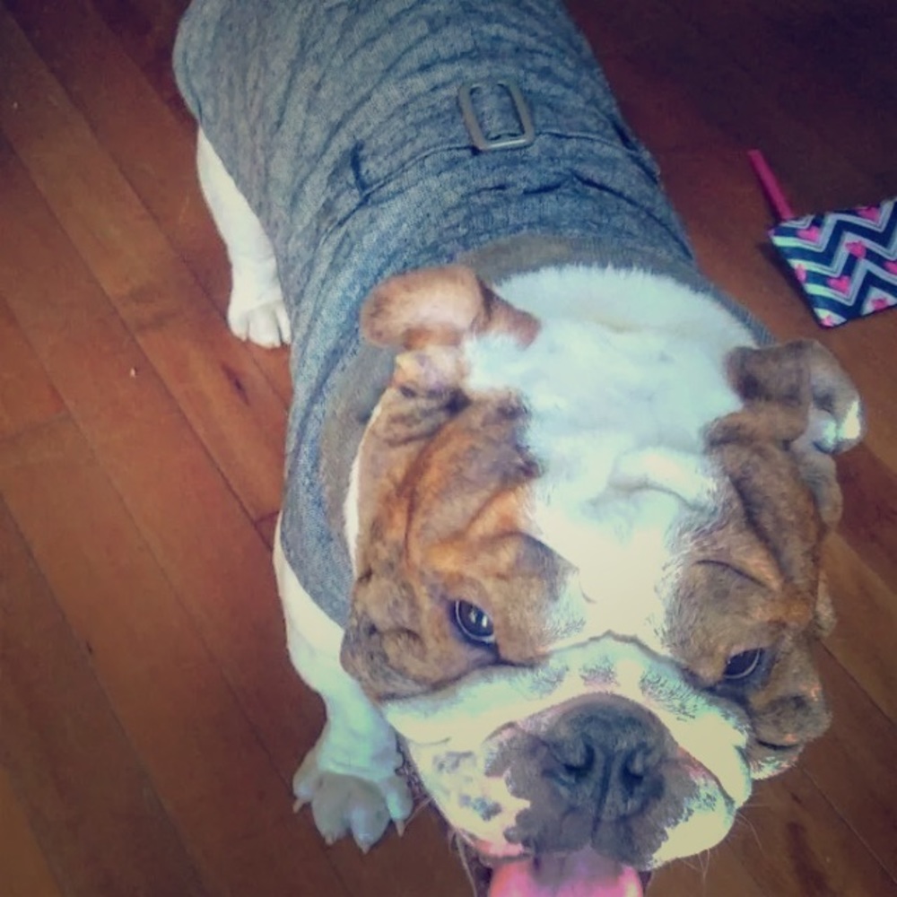 Cute tweed fleece lined jacket for your best buddy