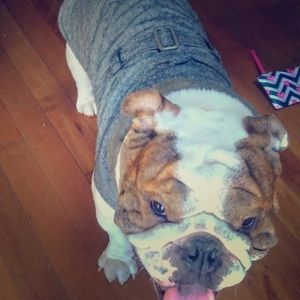 Cute tweed fleece lined jacket for your best buddy