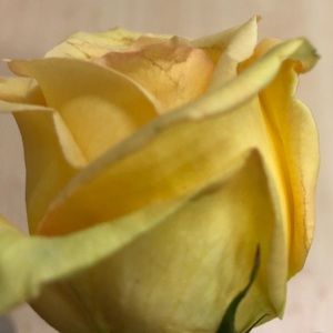 Meet your Posher, Blanca