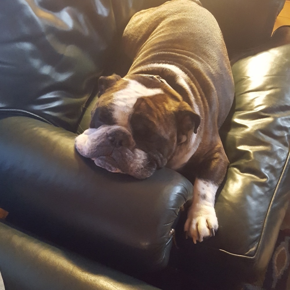 Brody & Bella 🐾🐾 My Bullies