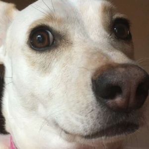 Meet your Posher, William