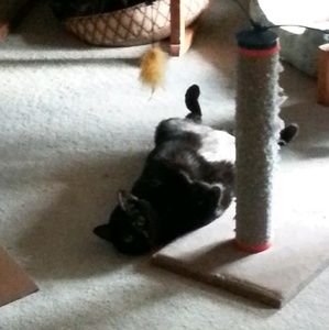 Meet your Posher, Sandy