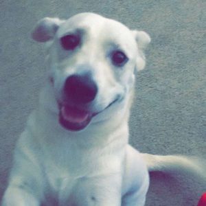 Meet your Posher, Roman