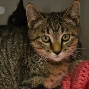 Meet your Posher, Nanette