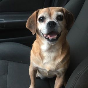 Meet your Posher, Abby