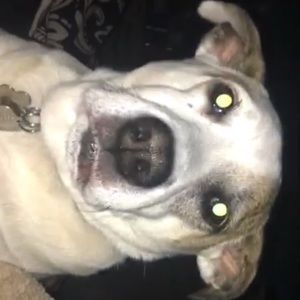 Meet your Posher, Cade