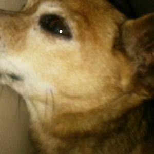 Meet your Posher, Deven