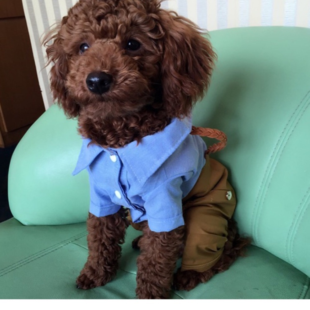 New dog clothing