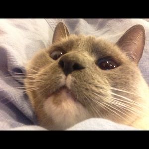 Meet your Posher, Justine