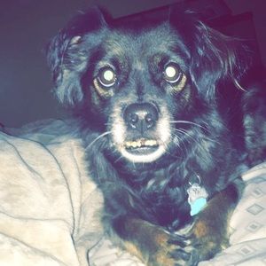 Meet your Posher, Owen