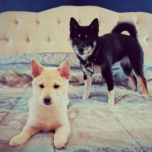 Meet your Posher, Breonna