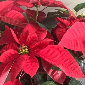 Meet your Posher, Joslyn