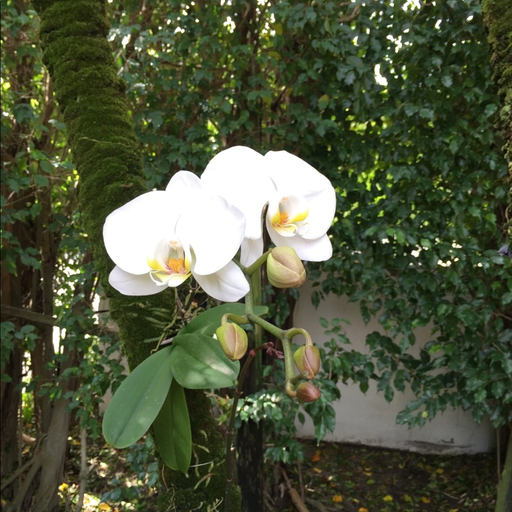 Meet your Posher, Myrian