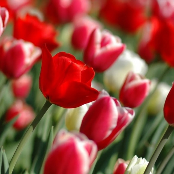 Meet your Posher, Manon - Picture 1 of 1