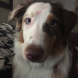 Meet your Posher, Sydney