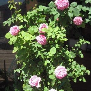 Meet your Posher, Rosemary