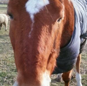 Meet your Posher, Lainna