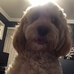 Meet your Posher, Joe