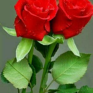 Meet your Posher, Veronica