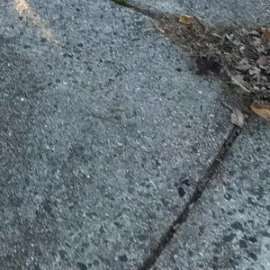 Meet your Posher, Cesar