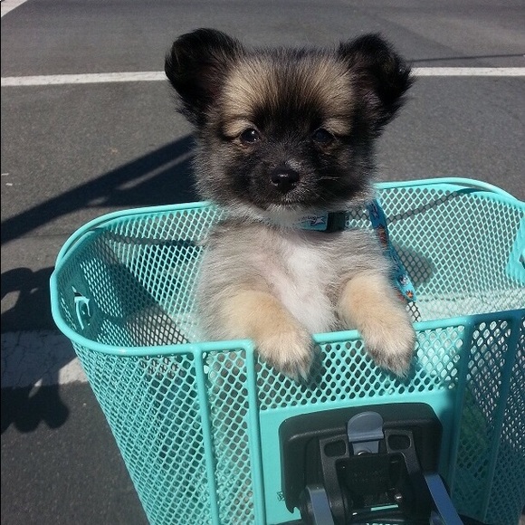 Meet your Posher, Seika - Picture 6 of 6