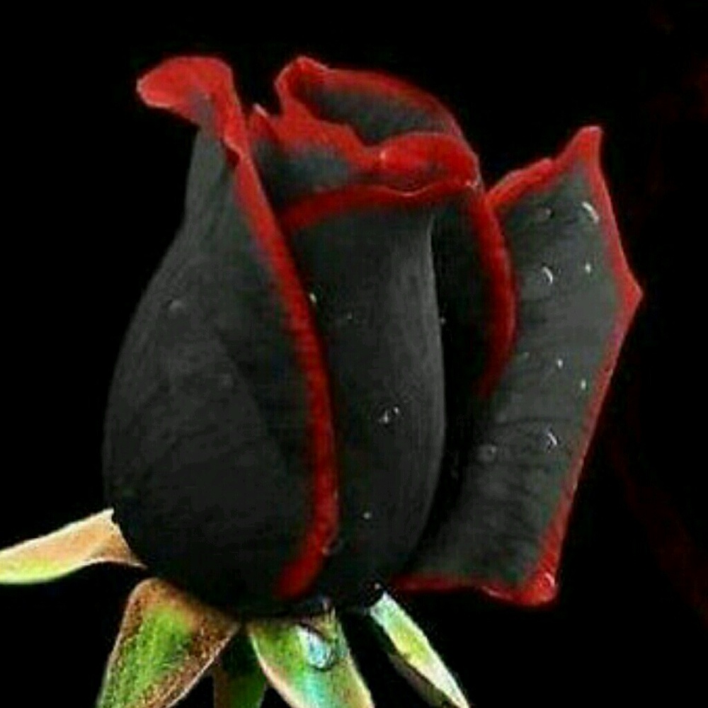 Meet your Posher, Demarco