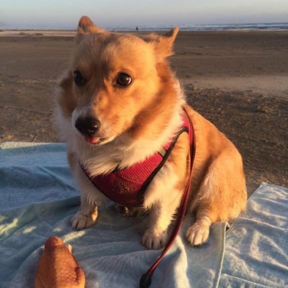 Meet your Posher, Cassie