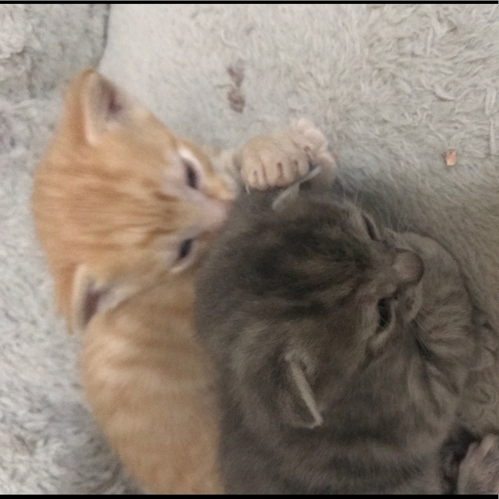 Meet your Posher, Jaqueline