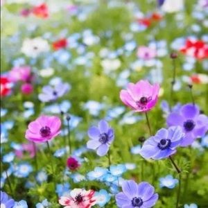 Meet your Posher, Naomi