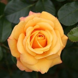 Meet your Posher, Ana