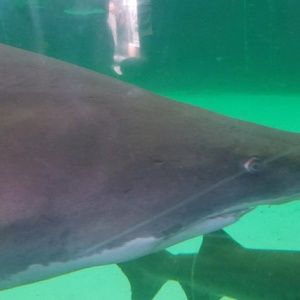 Meet your Posher, Diego