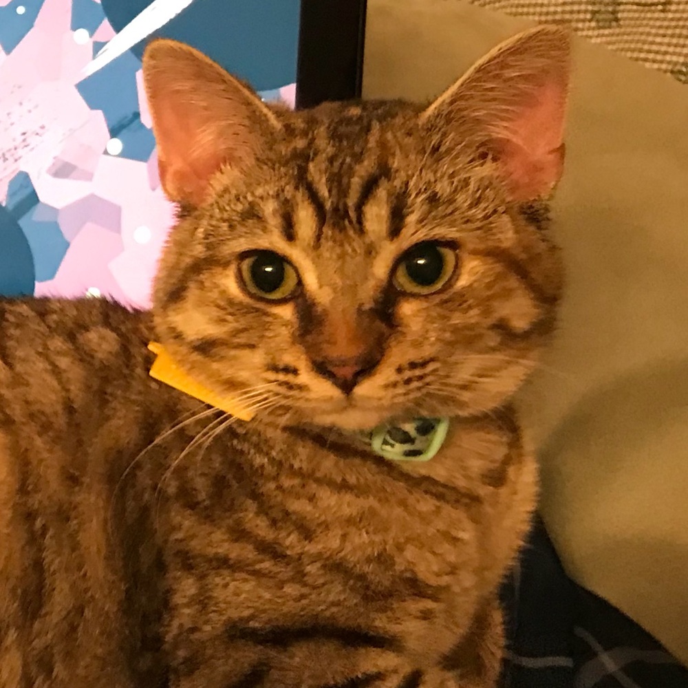 Meet your Posher, Cat