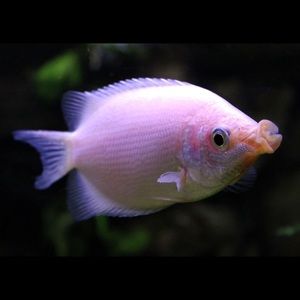 Meet your Posher, Mustafa